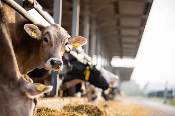 Animal Feed