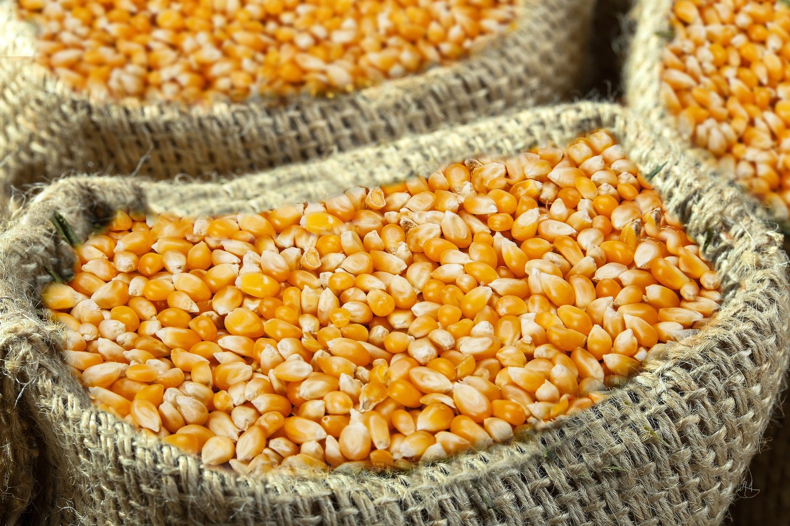 Yellow Corn