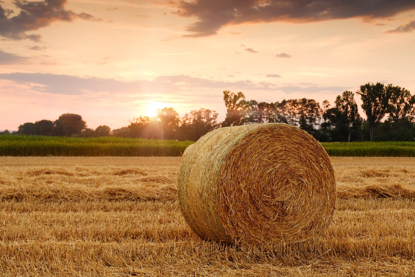 Wheat Straw
