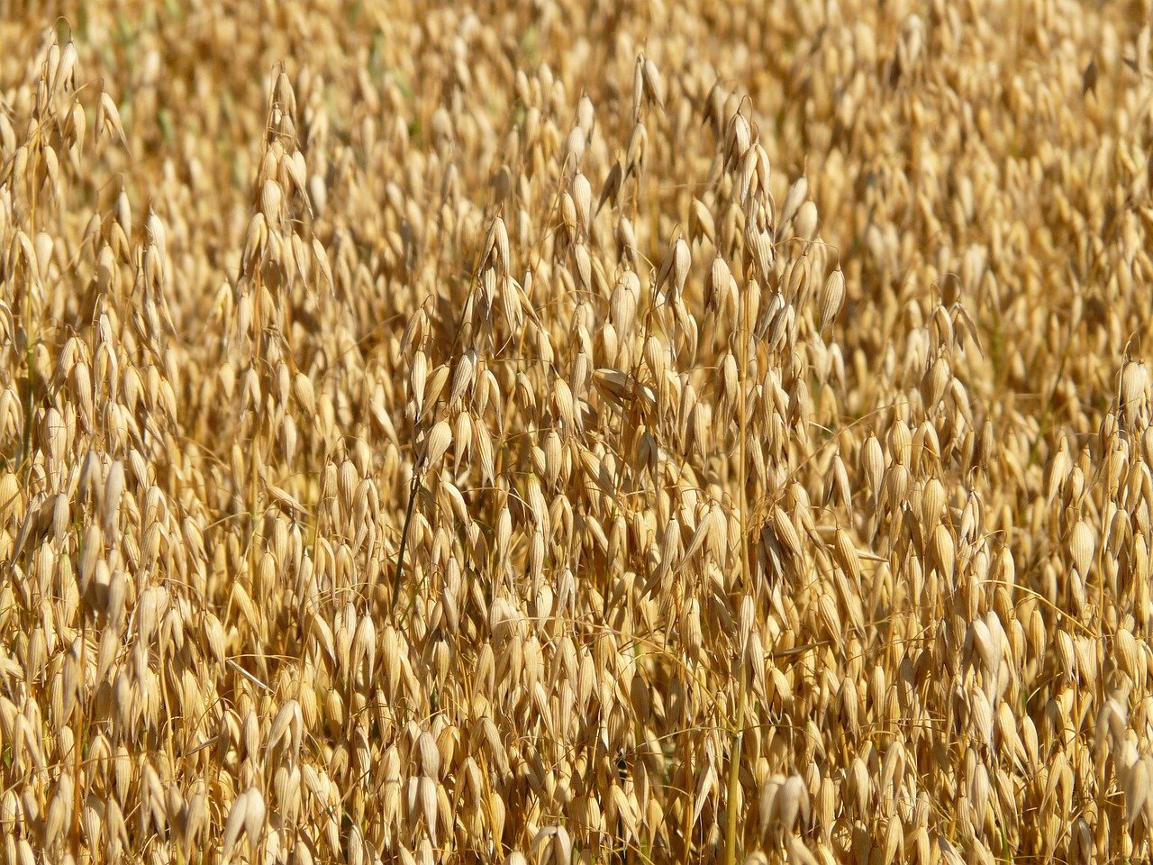 Oat Silage