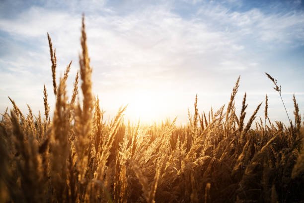 Grains