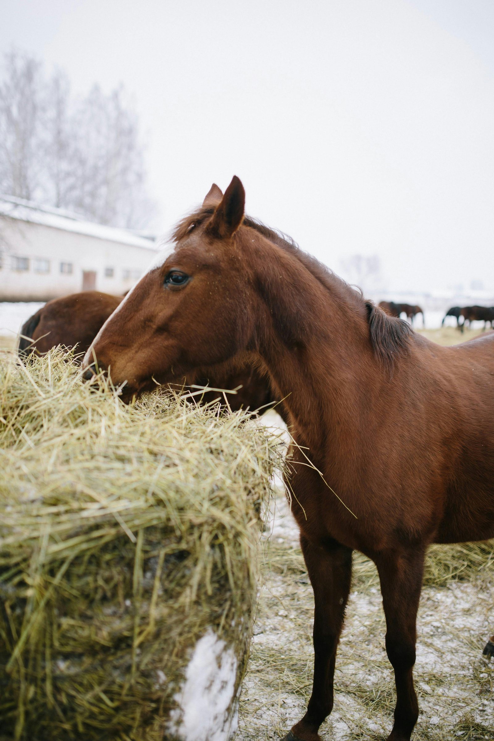 Horse Feed