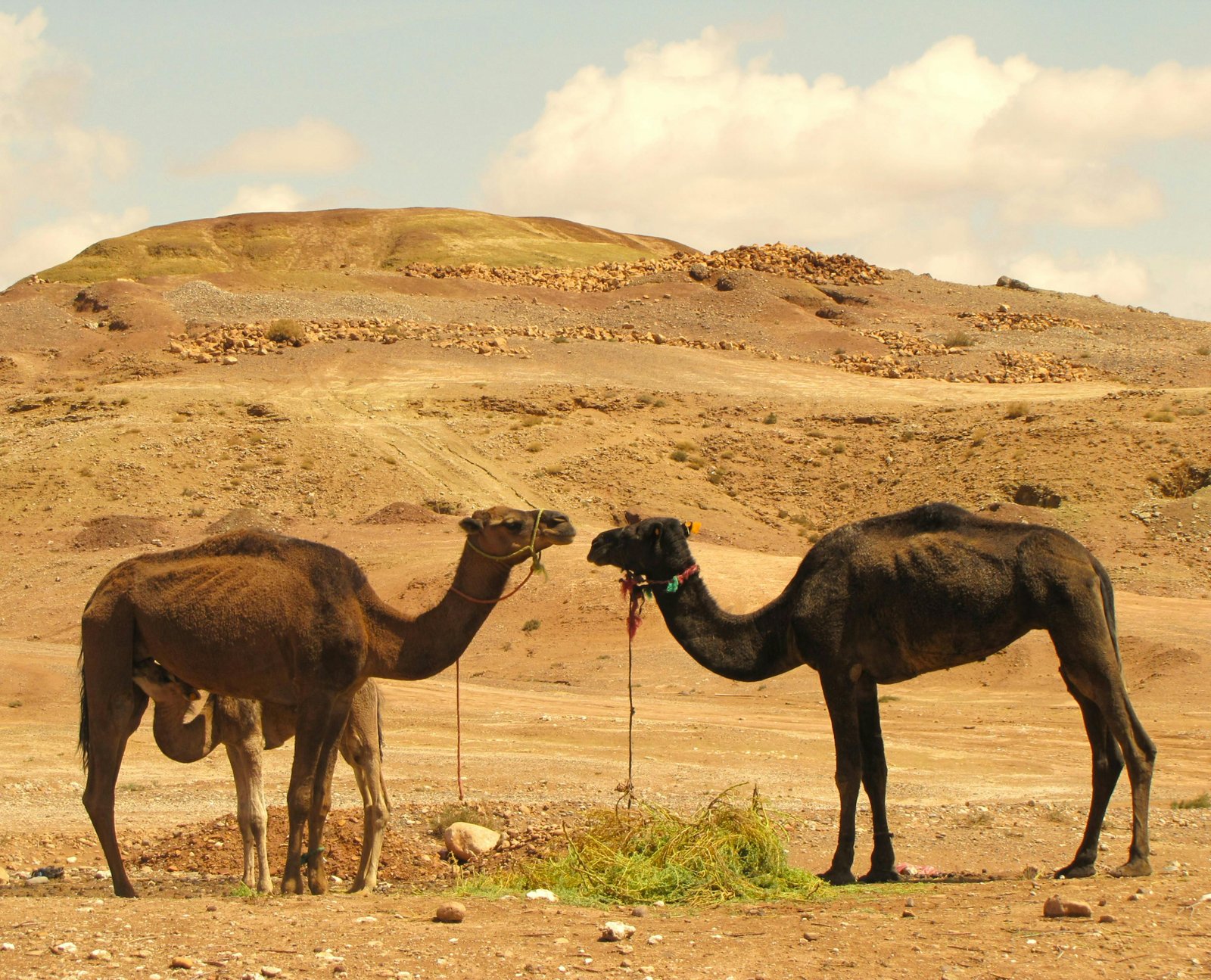 Camel Feed