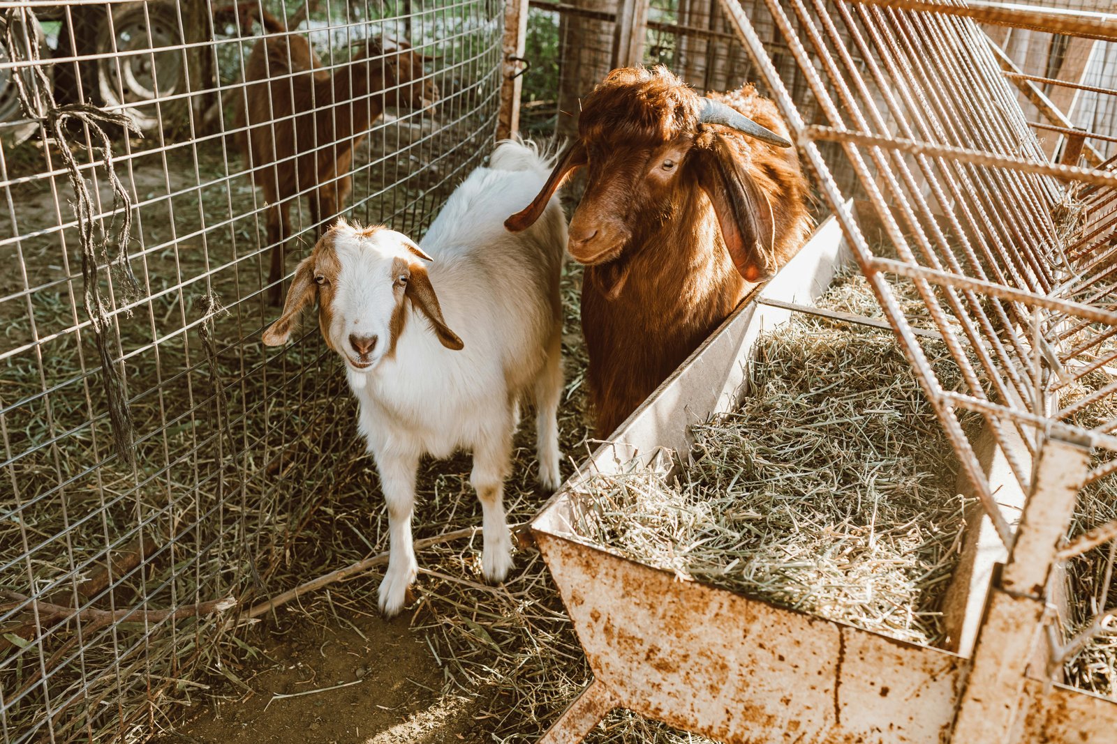 Goat Feed
