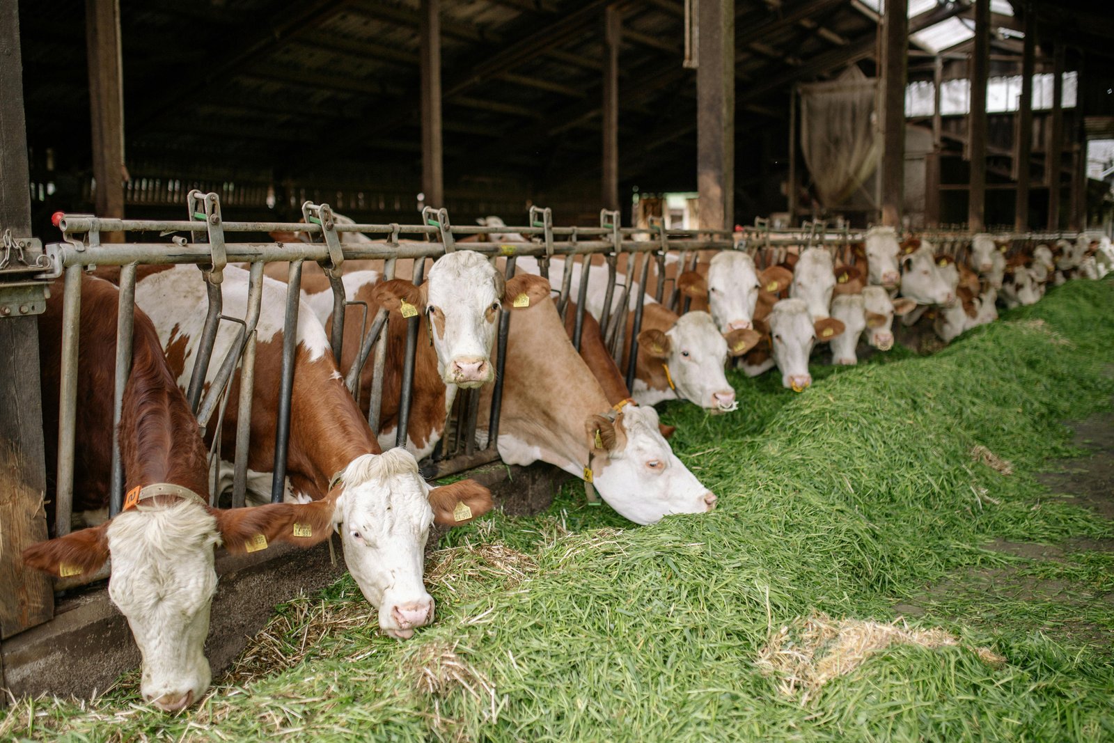 Cow Feed