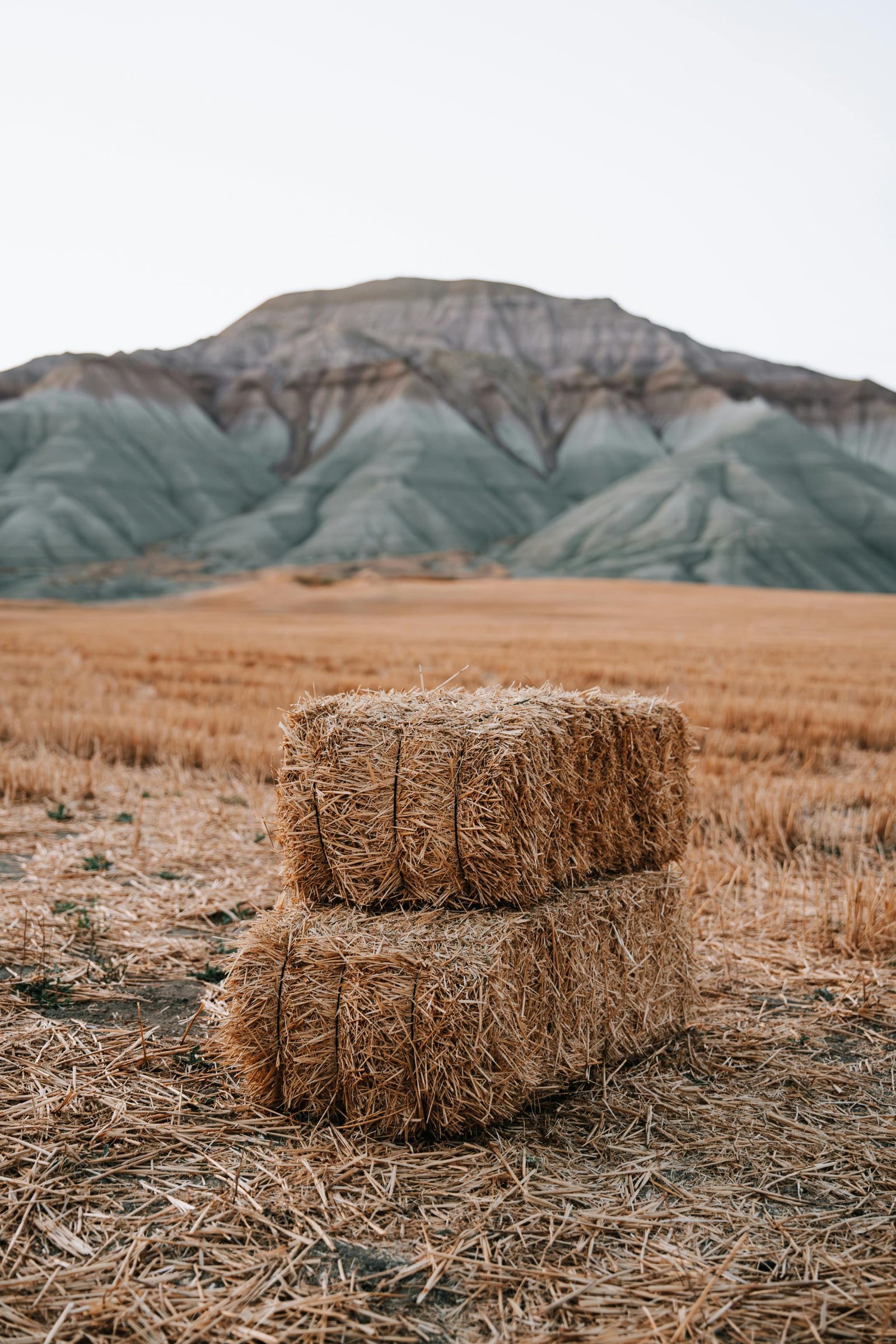 Farm Activity 2